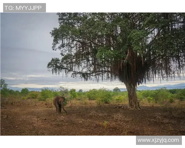 巴萨对阵切尔西的直播信息及观看渠道全攻略 巴萨对阵切尔西的直播信息及观看渠道全攻略